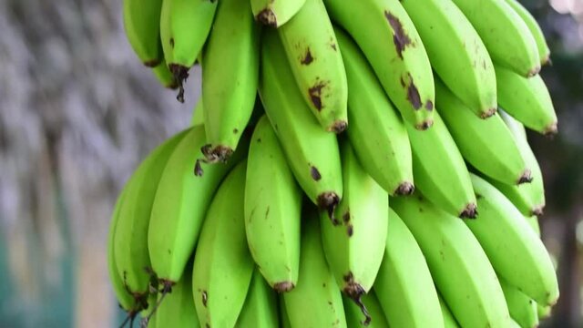 racimo de pl&aacute;tanos o bananos 