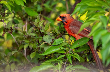 Red Cardinal in a tree. Male animal