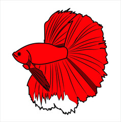 Betta splendens in red vector with black line. Stock illustration isolated on a white background. Beautiful red aquarium fish from the sea. Thai fish in cartoon drawing for a children's book or menu