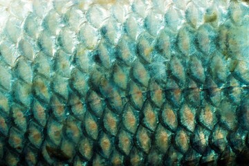 Closeup of Fish Scales in Horizontal Orientation