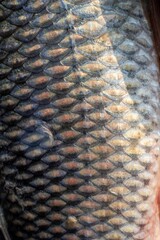 Closeup of Fish Scales in Vertical Orientation © Arnav