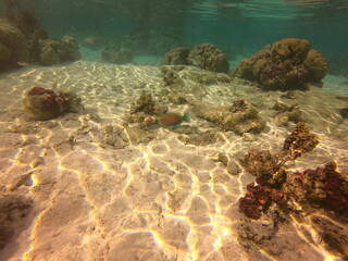 Naklejka na ściany i meble Poissons perroquet, jardin de corail de Taha'a, Polynésie française