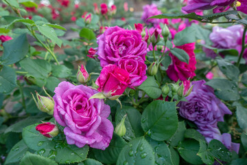 Portland international rose garden