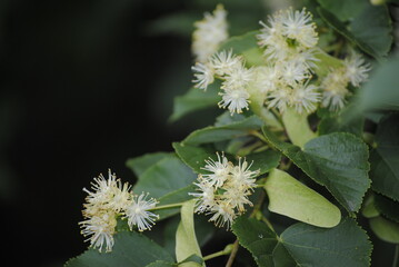 lime blossom