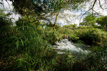 Mzima Springs, Tsavo West National Park, Kenya