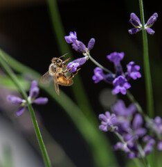 Honey bee foraging in lavender flowers