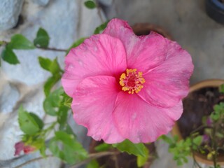 pink flower