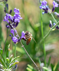 Honey bee foraging in lavender flowers