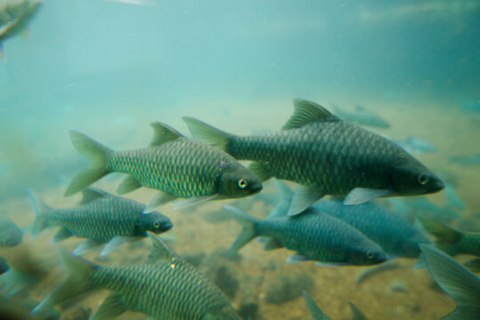 Fish in Mzima Springs, Tsavo West National Park, Kenya