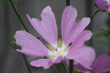 Obraz premium close up of pink flower