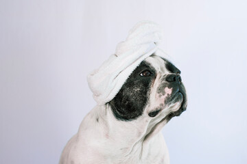 French bulldog dog of black and white color sitting on a white background with a white towel tangled on his head.