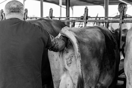 visita veterinaria de vacas lecheras para control de gravidez