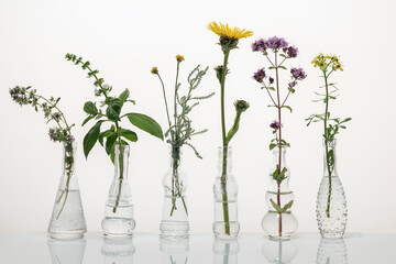 Creeping thyme, santolina, elecampane, common rue and other herbs in glass bottles