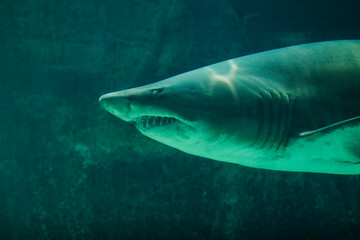 Fototapeta premium Ragged Tooth Shark, Two Oceans Aquarium, Cape Town, South Africa