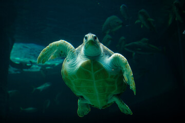 Leatherback Turtle, Two Oceans Aquarium, Cape Town, South Africa