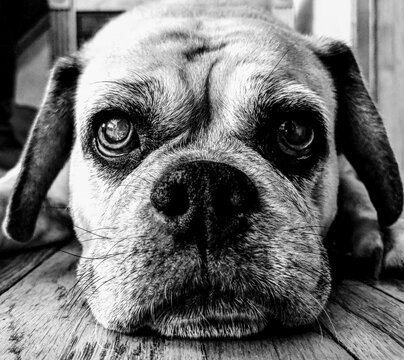 Black and White puggle - Old dog