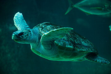Leatherback Turtle, Two Oceans Aquarium, Cape Town, South Africa