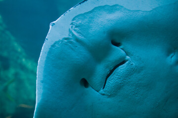 Short-Tailed Sting Ray, Two Oceans Aquarium, Cape Town, South Africa
