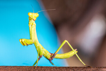 Praying Mantis