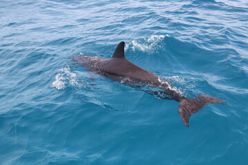 Obraz premium Dauphin sauvage du lagon de Rangiroa, Polynésie française