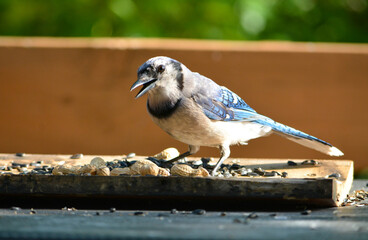 Obraz premium Birds & Squirrels Love Peanuts