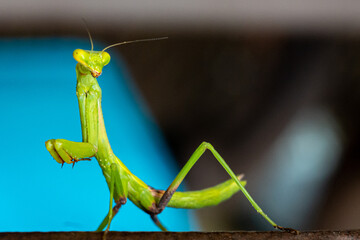 Praying Mantis