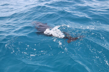 Naklejka premium Dauphin du lagon de Rangiroa, Polynésie française