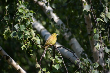 Bird on the background of birch trees