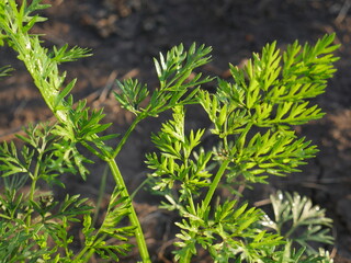 close up of a plant