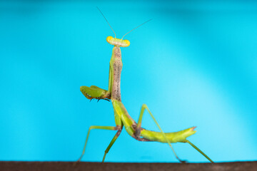 Praying Mantis