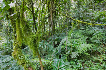 Bwindi Impenetrable Forest, Bwindi Impenetrable National Park, Uganda, Africa