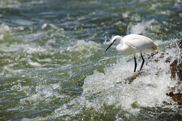 Little Egret on Nile River, Bujagali Falls, Jinja, Uganda, Africa