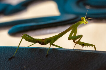 Praying Mantis