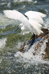 Little Egret on Nile River, Bujagali Falls, Jinja, Uganda, Africa
