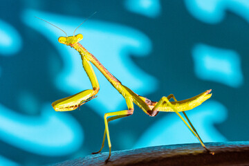 Praying Mantis