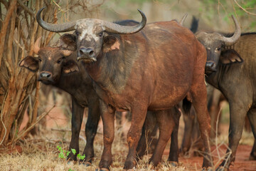 Cape Buffalo, Tsavo West National Park, Kenya, Africa