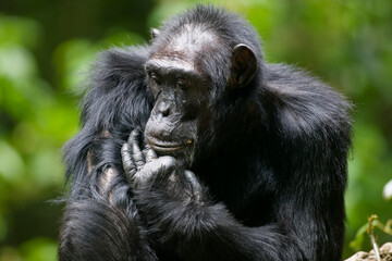 Chimpanzee, Kibale Forest Reserve, Uganda, Africa