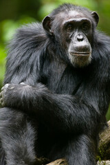 Chimpanzee, Kibale Forest Reserve, Uganda, Africa