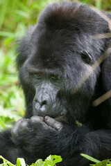 Fototapeta premium Silverback Gorilla, Bwindi Impenetrable National Park, Uganda, Africa