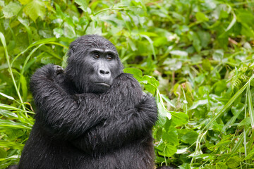 Mountain Gorilla, Bwindi Impenetrable National Park, Uganda, Africa