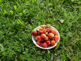 strawberry bowl on the grass