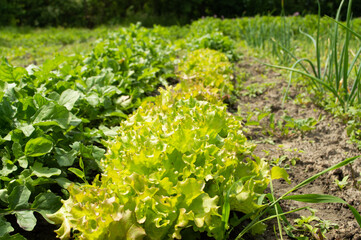 Growing batavia, arugula and onions on an organic farm.
