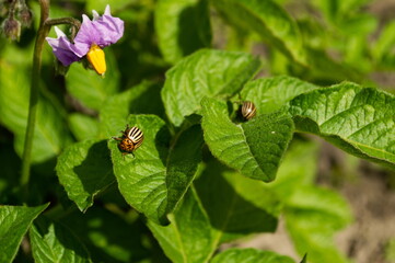 Colorado potato beetle on potato plants. Organic farming.