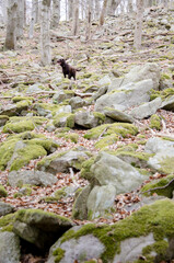 chocolate labrador retriever in autumn park, sitting on stone sea