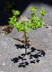 Fugenvegetation Johanniskraut Hypericum 
