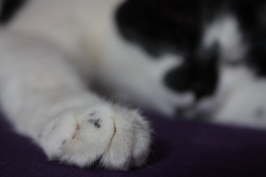 Close-up monochrome picture of some sleeping cat's front paw 