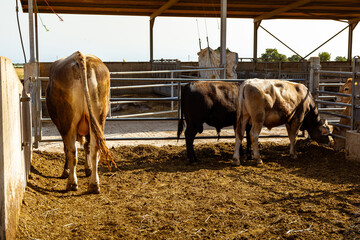 Vacas de producción de leche en establecimiento rural en Italia