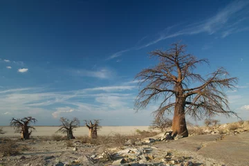 Foto op Canvas Baobab Trees on Kubu Island, Botswana, Africa © Paul
