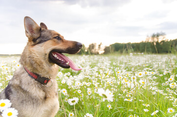 Dog on a walk in the summer on a green meadow with wild white daisies.