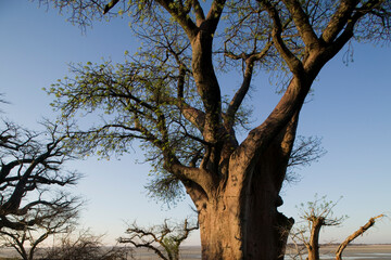 Baines Baobabs, Nxai Pan National Park, Botswana, Africa